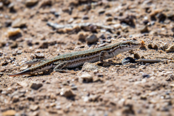 Wildlife of Chamim Region