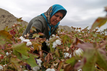 برداشت پنبه از مزارع خراسان شمالی