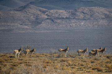 گور ایرانی