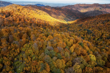 L'automne dans les forêts hyrcaniennes expose la magie de la nature dans chaque feuille. Le paysage intact et pittoresque de ces forêts en automne montre l'importance historique et la diversité végétale de ce trésor naturel iranien. 