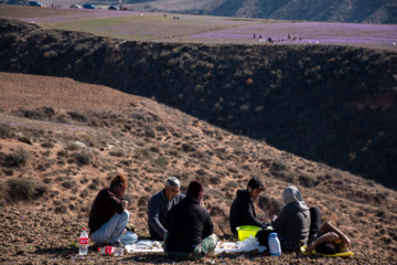 Cosecha de azafrán en el norte de Irán