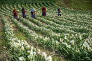 Ernte von Narzissenblüten in Golestan