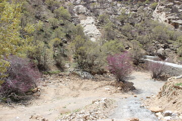 بهار زیبا در دره ارغوان