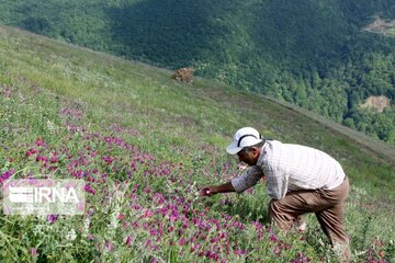  ۹۰۰ هکتار از مراتع لارستان زیر کشت گیاهان دارویی رفت 