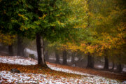 Nieve otoñal en Mazandarán