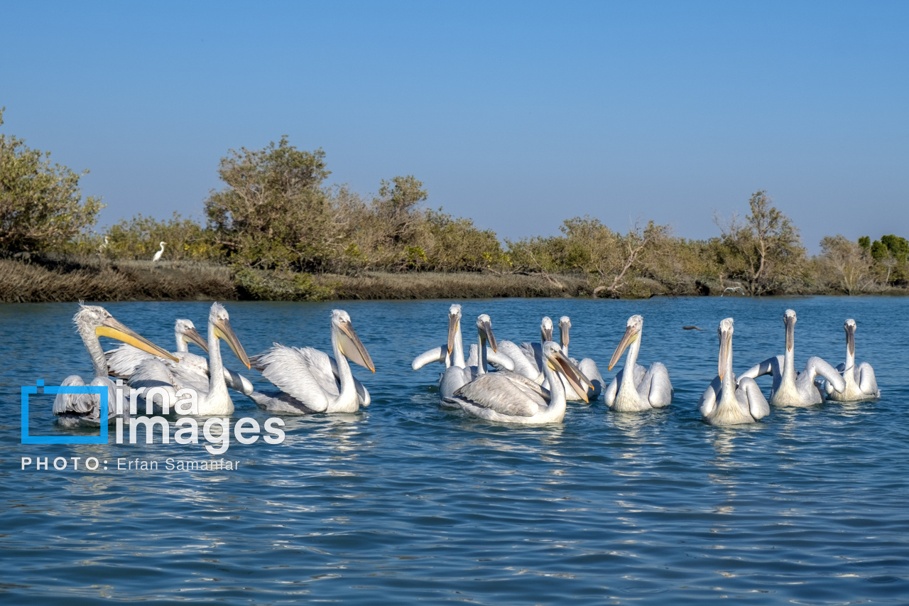 خور «تیاب» زیستگاه پرندگان مهاجر