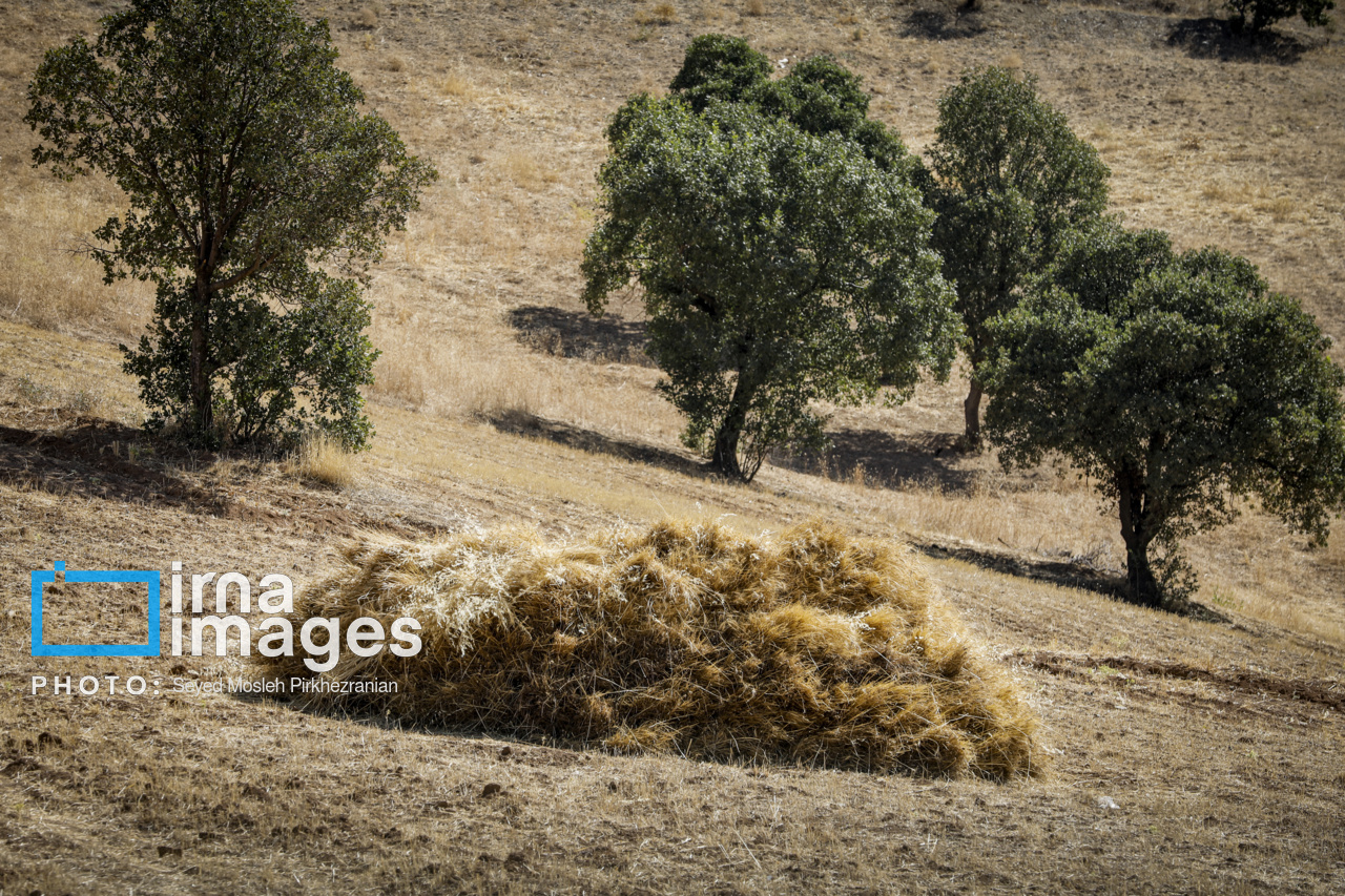 برداشت سنتی گندم از مزارع کردستان