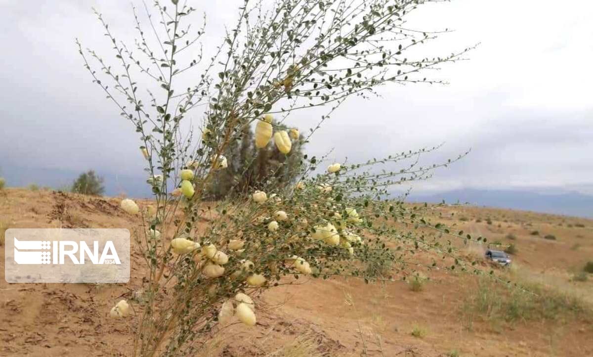 ۱۳۰۰ گونه گیاهی متنوع در سیستان و بلوچستان وجود دارد