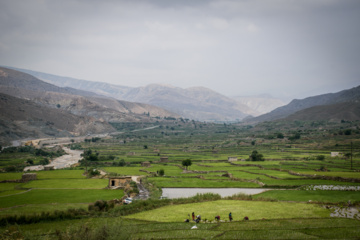 کشت پلکانی شالی در ارتفاعات استان گلستان