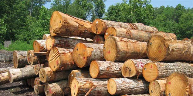 طرح زراعت چوب در ۹۰۰ هکتار از اراضی ملی گلستان تهیه شد