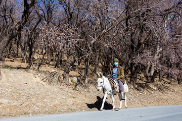 Trees blossom in Iran 