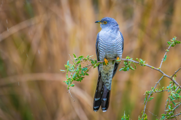 Birdwatching in Iran