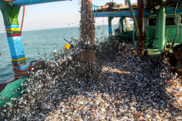 Pesca de camarones y peces en el Golfo Pérsico