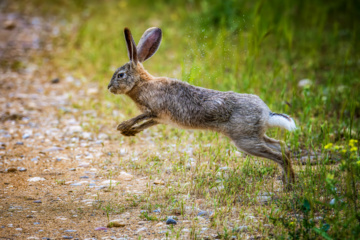 خوزستان کےعلاقے چمیم کی وائلڈ لائف- خرگوش  (Wild Rabbit)