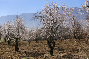 شکوفه های زمستانی در دریاچه مهارلو