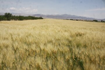 مزارع گندم وجو در سمنان