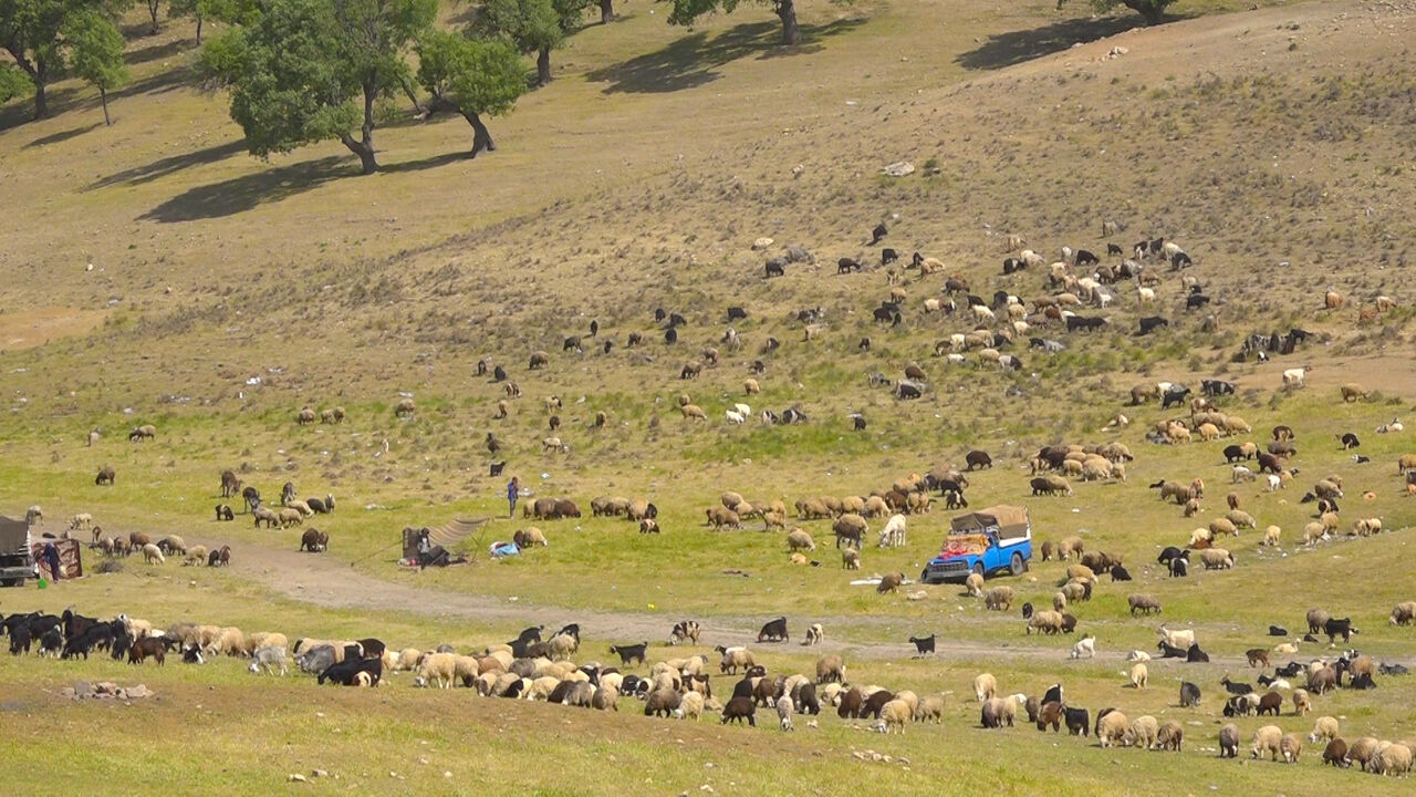 کوچ زمستانی عشایر به مراتع گلستان آغاز شد