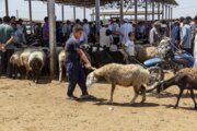 عرضه روزانه گوسفند در میدان دام گنبدکاووس ۸۰ درصد افزایش یافت