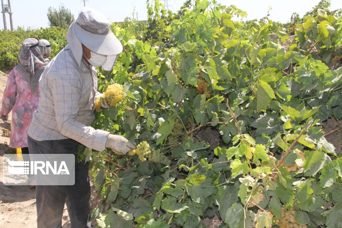 نخستین مرکز باغ‌یاری کشور در روستای جوزان ملایر آغاز به کار کرد