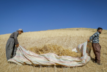 Traditional wheat harvest in western Iran