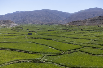 Terraced cultivation of rice in northern Iran