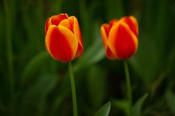 Le Jardin Iranien pour admirer les tulipes dans la capitale Téhéran