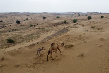 مالچ پاشی در خوزستان