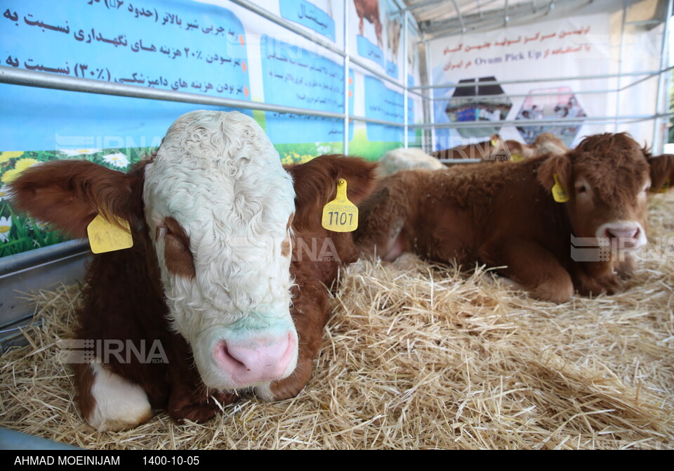 افتتاح نمایشگاه توانمندی‌ها و دستاوردهای جهاد دانشگاهی