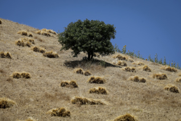 Traditional wheat harvest in western Iran