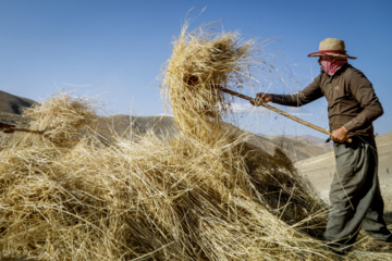 Traditional wheat harvest in western Iran