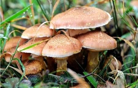 مصرف قارچ‌های کوهی سمی موجب نارسایی کبد می‌شود