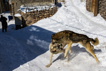 زمستان در کندوان