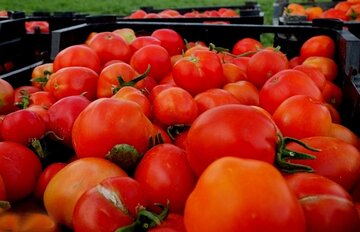 ۴۵٠ تن گوجه‌فرنگی گلخانه‌ای خاش به خارج از کشور صادر شد
