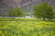 "کاملینا"، محصول گُل کرده در کشاورزی لرستان