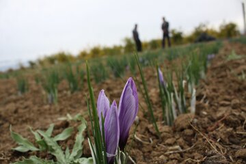 آغاز برداشت گل زعفران از مزارع سمنان