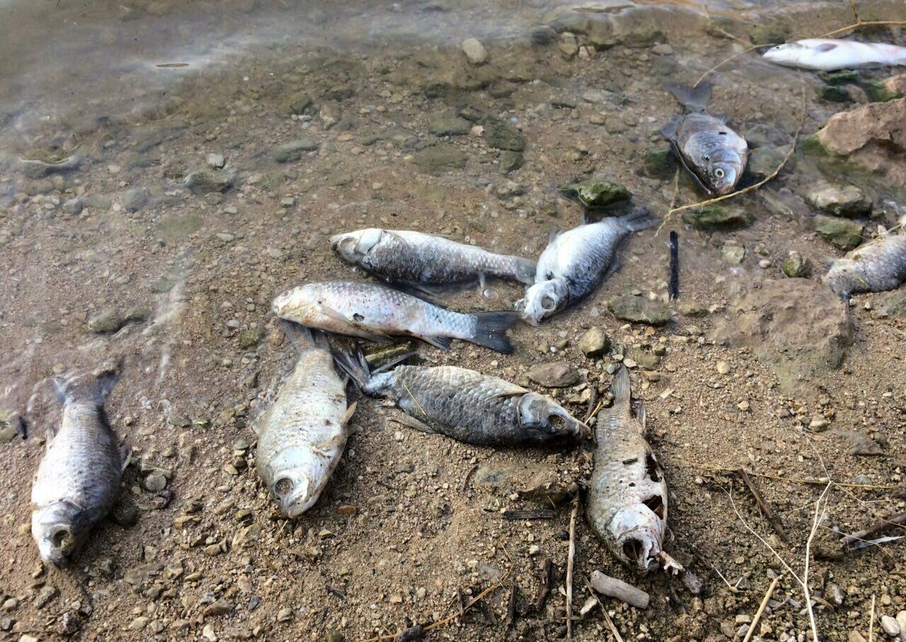 علت تلف شدن ماهیان در ساحل عسلویه نشت مواد نفتی به دریا است 