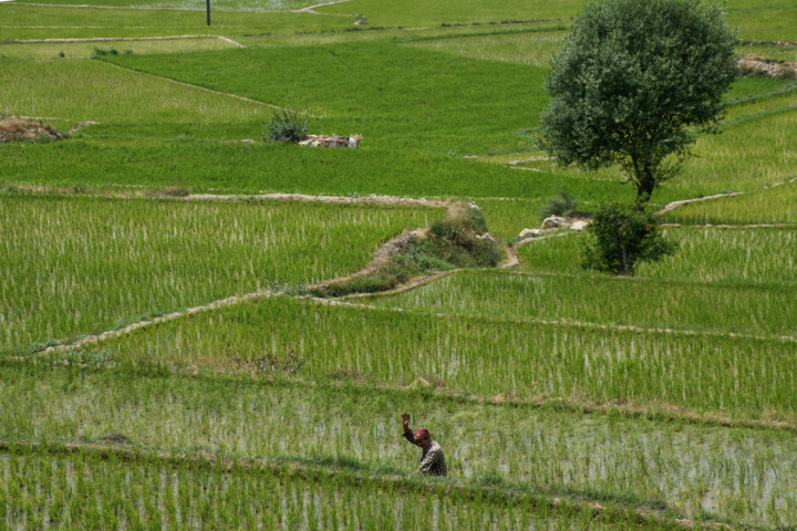 کشت پلکانی شالی در ارتفاعات استان گلستان