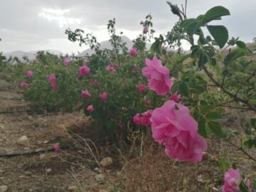 روزهای پایانی برداشت گل محمدی در دامغان