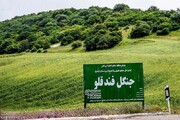 طرح جنگل‌کاری در استان اردبیل اجرا می‌شود