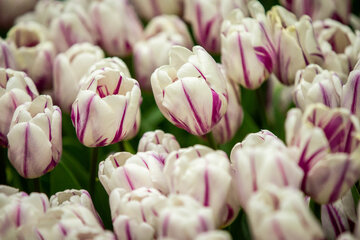 Fiesta de tulipanes en el Jardín Iraní