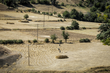 Traditional wheat harvest in western Iran