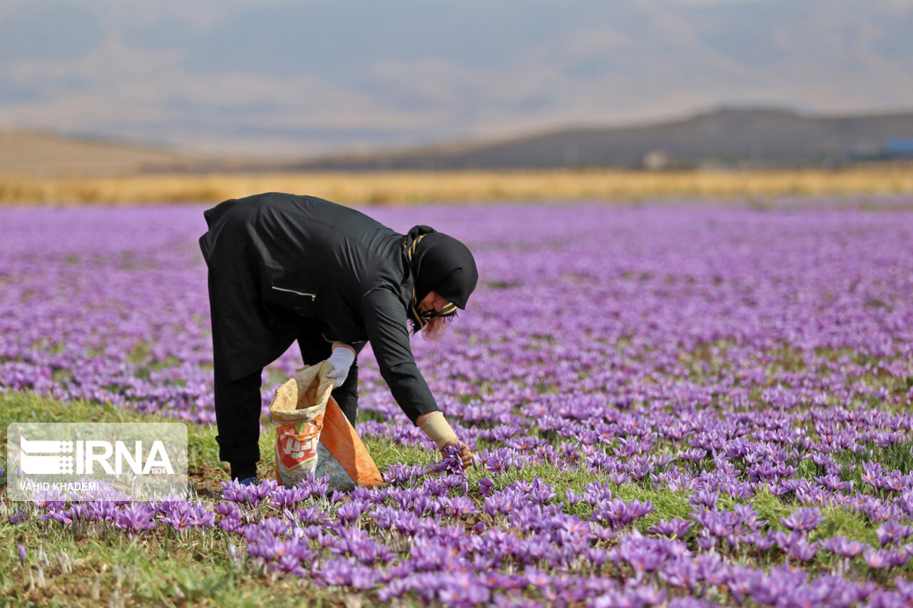 برداشت ۲۲ تُن زعفران در خراسان‌شمالی پیش‌بینی می‌شود