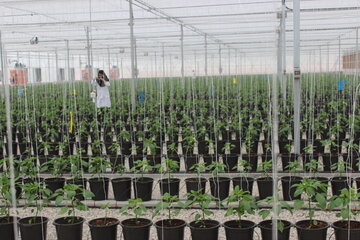 شرکت شهرک‌های کشاورزی زنجان، زمینه ساز زنجیره تولید محصولات است