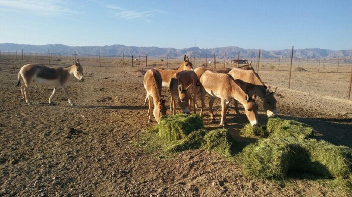 تجربه تماشای قندیل‌های نمکی تا قصر بهرام در دل کویر گرمسار + فیلم