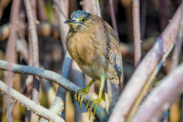 خور آذینی (سیریک)