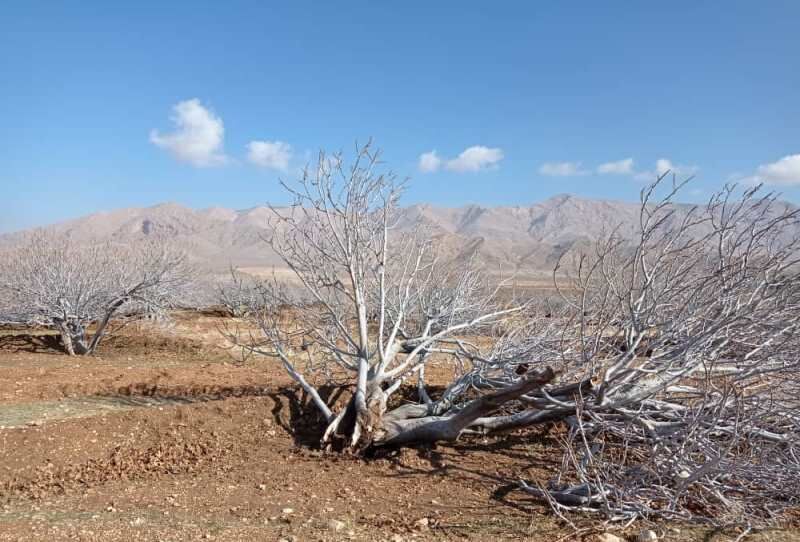 تندباد به محصولات کشاورزی استهبان فارس زیان رساند