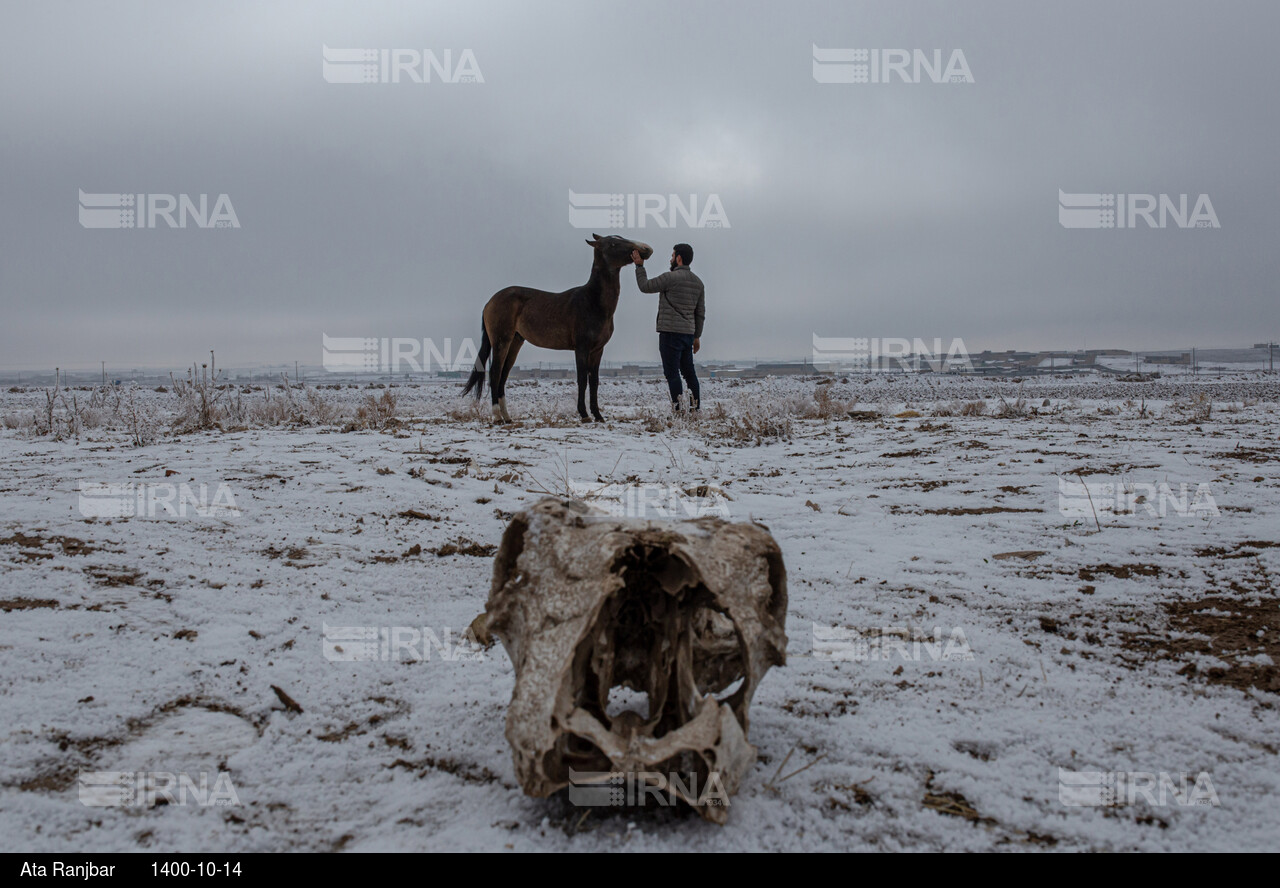 نگهداری و تیمار اسب؛ حرفه ای به قدمت تاریخ