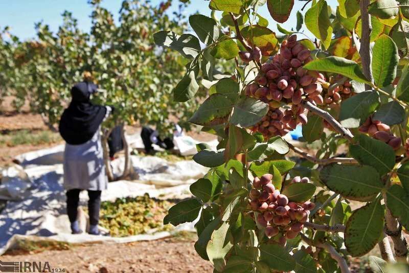 برداشت پسته در خلیل‌آباد خراسان رضوی آغاز شد