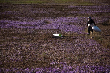 Cosecha de azafrán en el norte de Irán