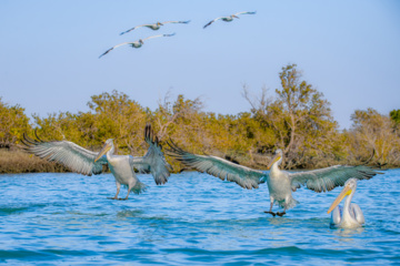 Zone humide de Khor Azini (Sirik) : une richesse de biodiversité au sud de l’Iran